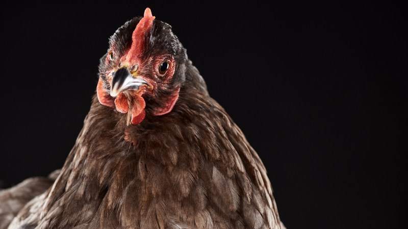 Chicken looking at camera against black background