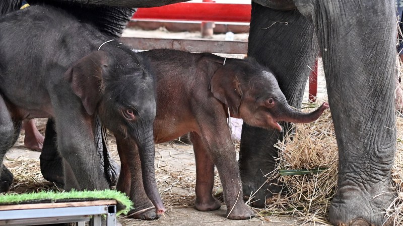 twin baby elephants stand under their mother