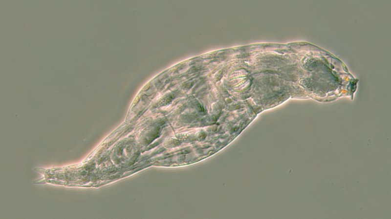 This rotifer has just survived a life-threatening infection. When a fungal disease attacked, she switched on hundreds of genes that her ancestors copied from microbes, including antibiotic recipes stolen from bacteria.