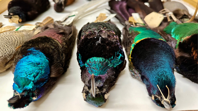 dead bird specimens with blue and green plumage in museum storage