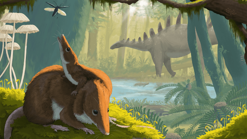 an illustration of two mouse-like animals in a forest, with a stegosaurus walking by and a mosquito flying over them