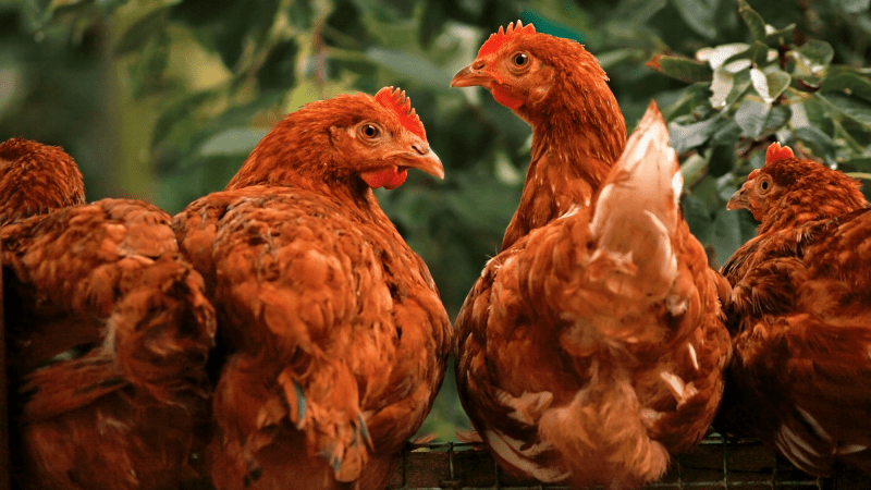 four red hens in a line. two are looking straight ahead, one is looking right, and the other is looking left. they have an expression that reads as suprise