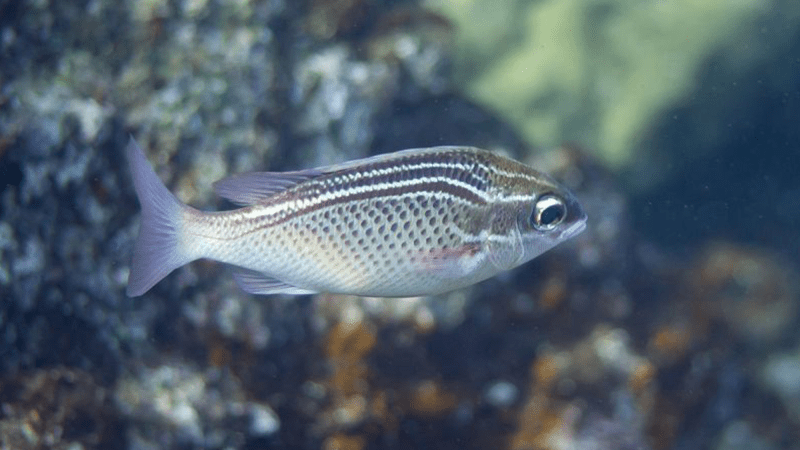 a small grey and black reef fish swims