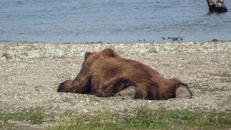 a bear lays flat on its belly on a rocky beach with its legs projected backwards