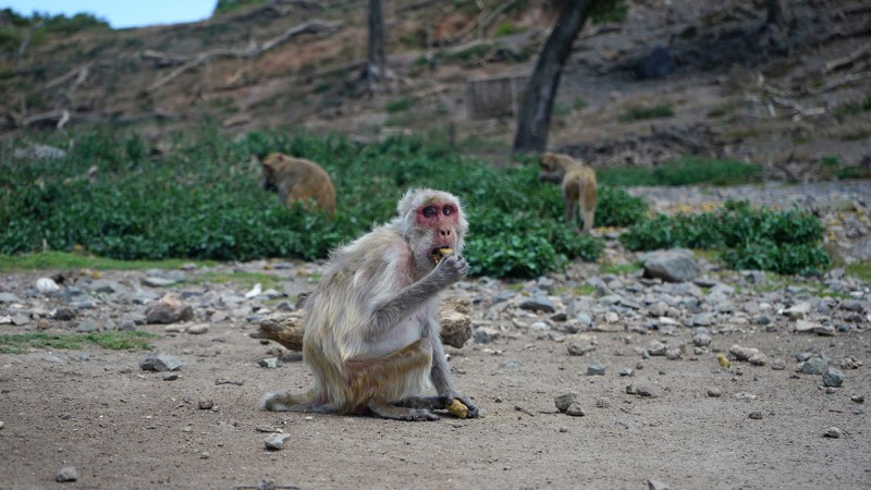 An old female rhesus macaque eats alone on the island of Cayo Santiago. As female macaques age, the size of their social network shrinks.