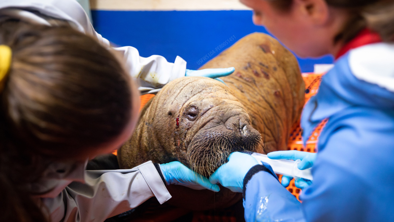 a walrus calf with a cut on its right eye is cared for by two technicians