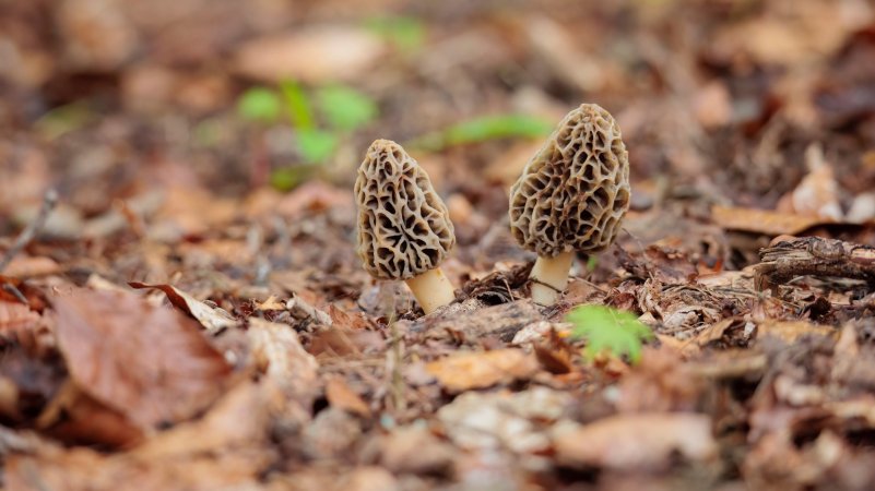 Two black morels in spring are well camouflaged on the forest floor