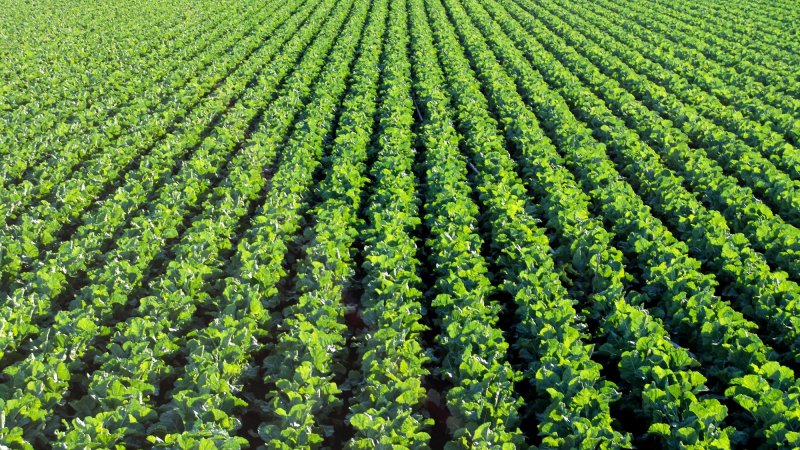 Spinach rows in farm field