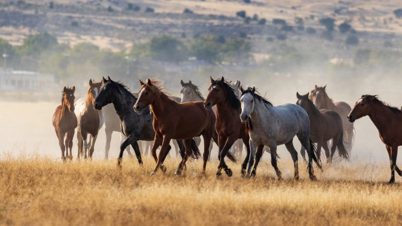 horses in a field