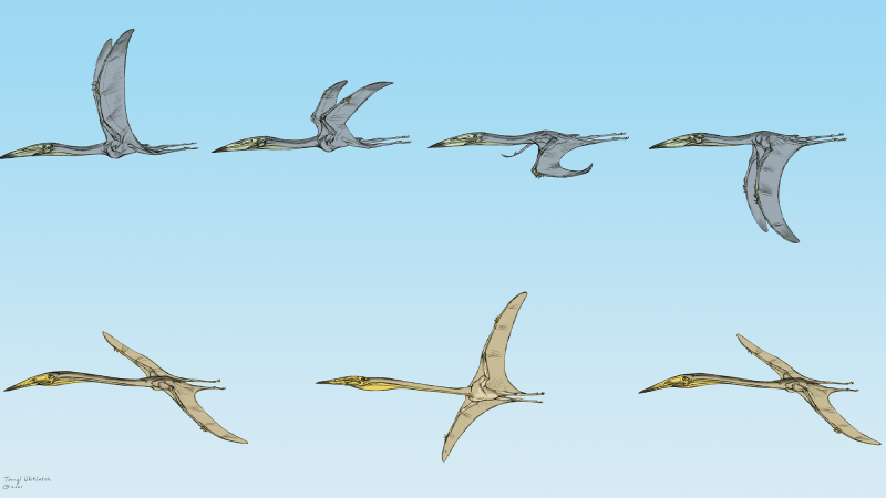 a pterosaur speices flaps its wings to fly, while another uses them to soar