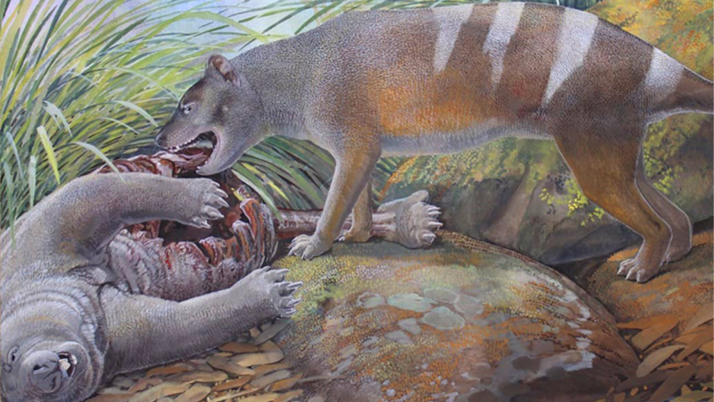 an illustration of a striped tasmanian tiger with sharp teeth eating the body of a wombat-like creature