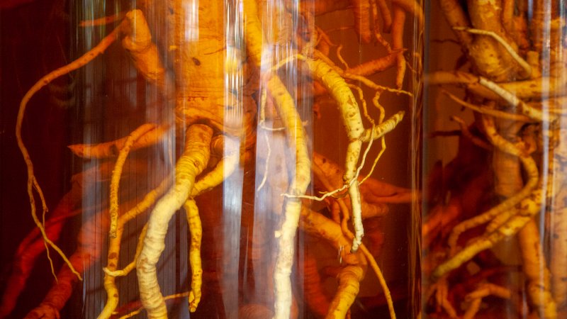 Ginseng root