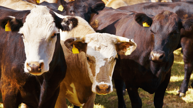 cattle grazing in a field