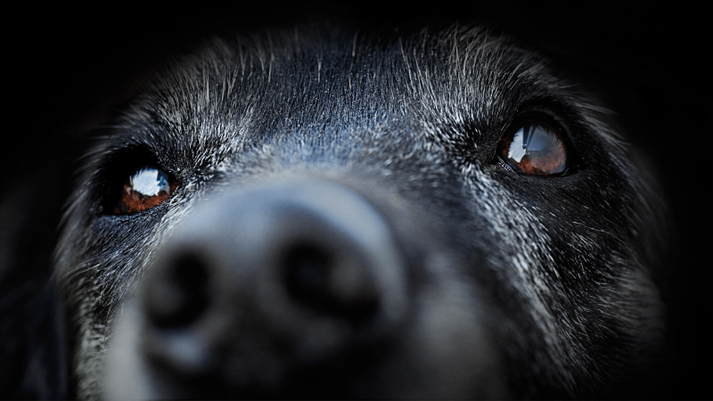 a close up of the eyes of an older dog. it has black fur with touches of grey