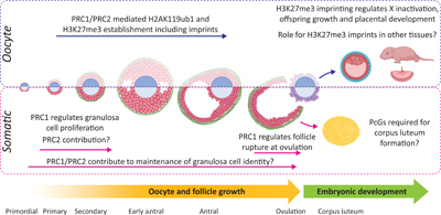 Diagram showing how Polycomb repressive complexes support maternal epigenetic inheritance and ovarian function in mice