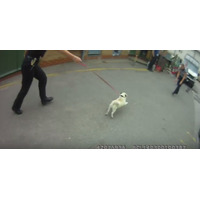 【動画】犬ドロボー御用で飼い主と再会したパグ 画像