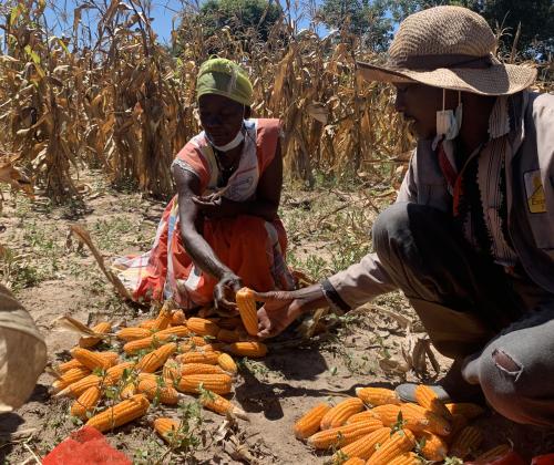 Harvesting Maize at Murewa Mamombe Farm Zimbabwe