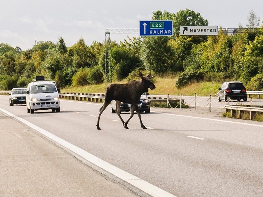 Älg går mellan bilar på landsväg. Foto.