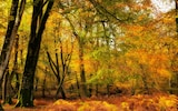 Britain’s 10 best autumn walks