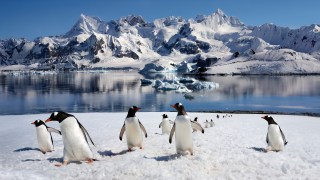 Gentoo penguins on Danco Island, Antarctic peninsula