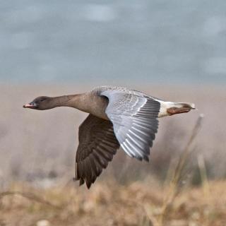 Numbers of pink-footed geese are on the increase