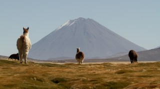 See Peru’s llamas high in the mountains