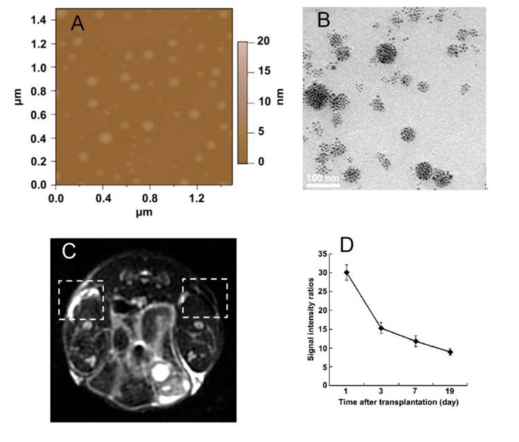 Theranostics Image