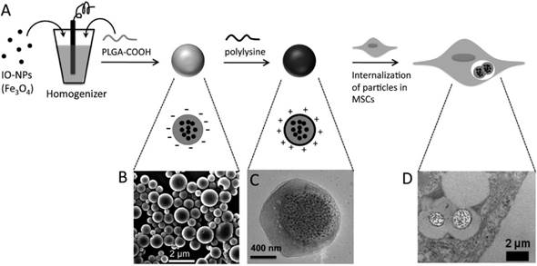 Theranostics Image