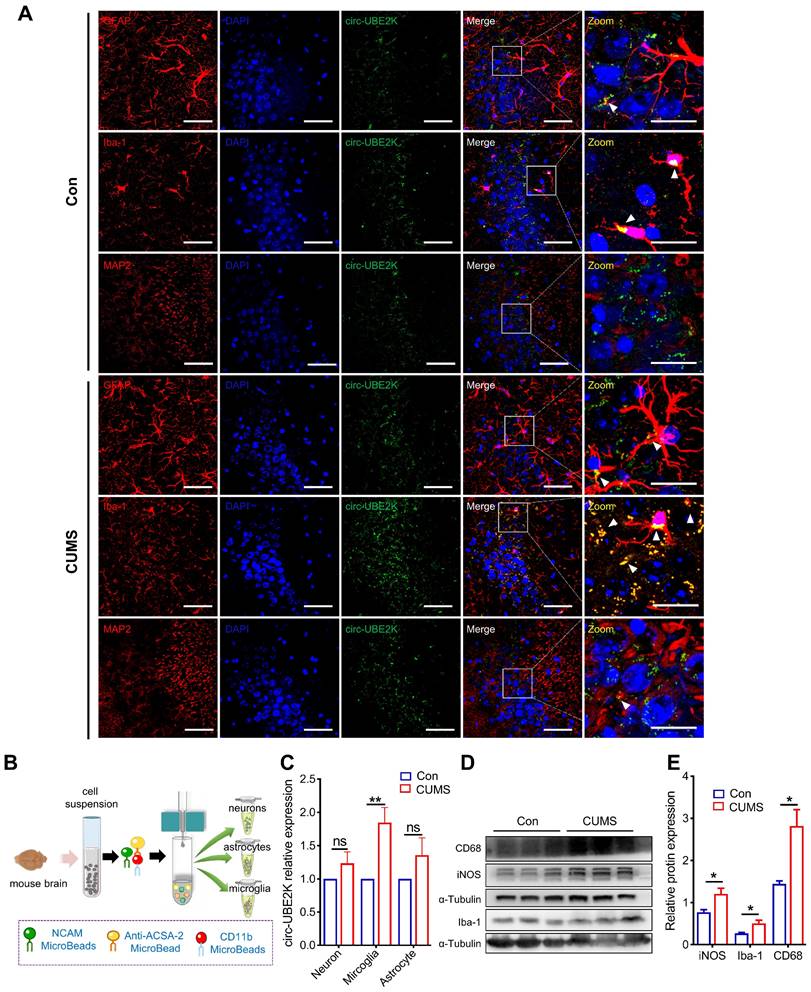 Theranostics Image