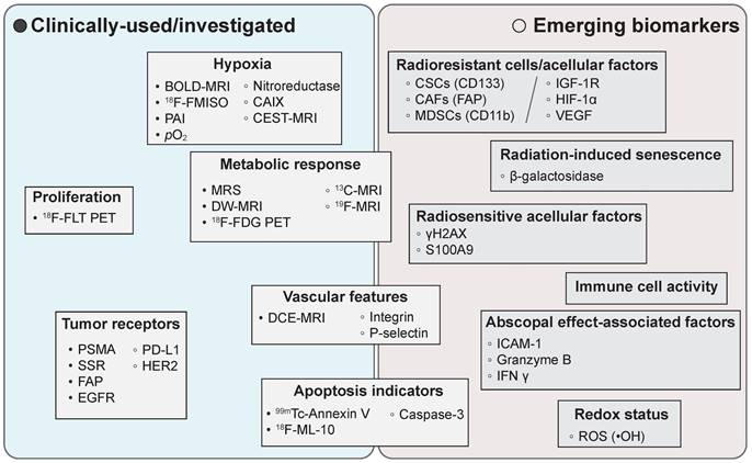 Theranostics Image