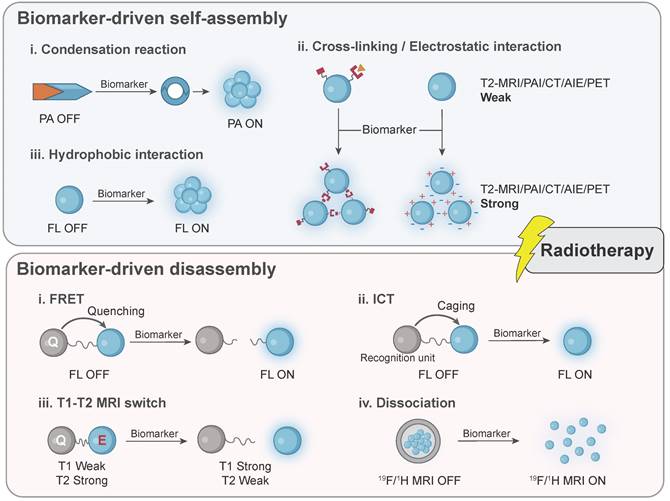 Theranostics Image