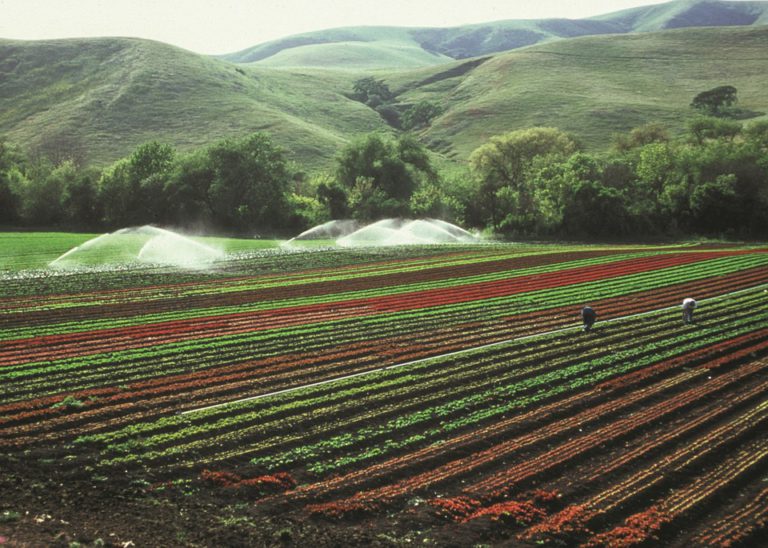 Seguridad alimentaria y herramientas innovativas con un enfoque de sistema alimentario global sostenible: documento elaborado por Fundación Triptolemos