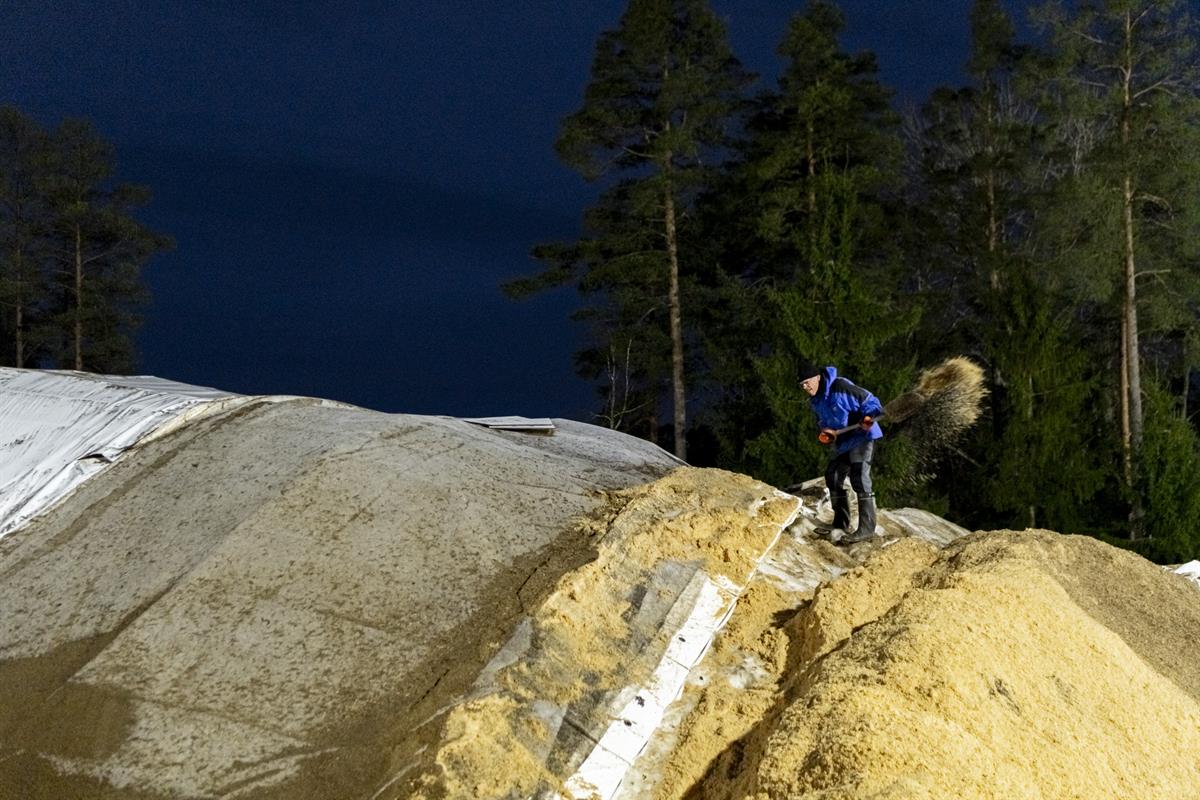 Keskiviikon talkoissa Paraisilla avattiin lumivarasto, joka on ollut muovin, sahanpurujen ja havujen alla. 