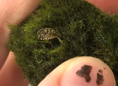 A striped mussel shell smaller than a fingernail is shown embedded in a ball of moss.