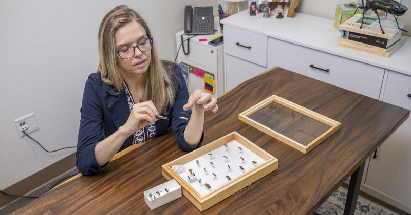 Professor studying kissing bugs at her desk