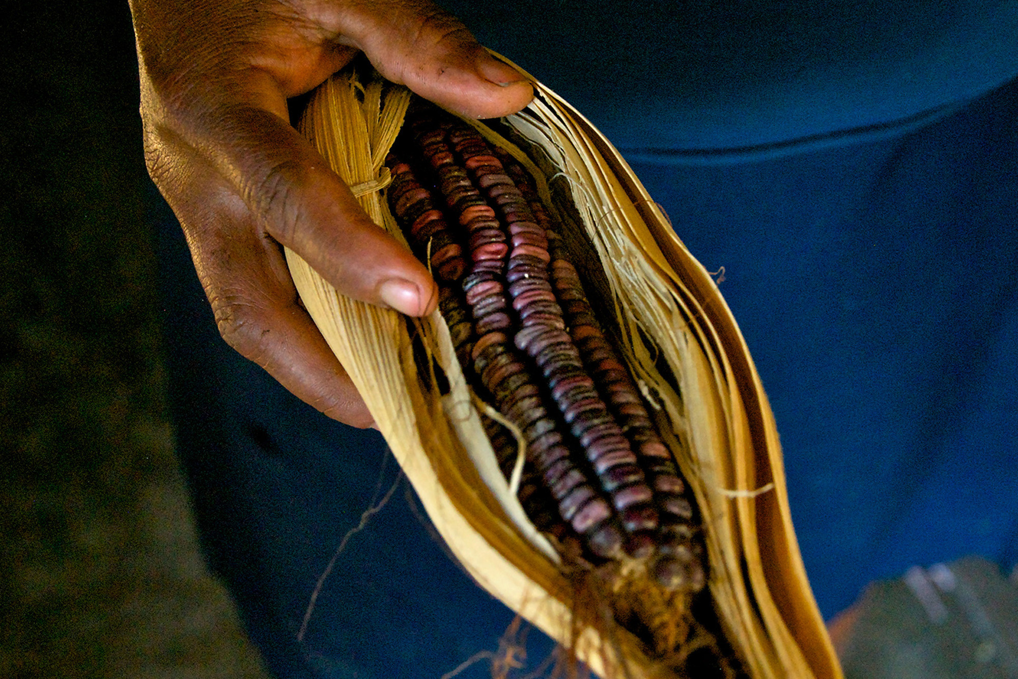 Nearly 10,000 Mexican producers have strengthened their capacity to conserve and manage their agrobiodiversity over five years.