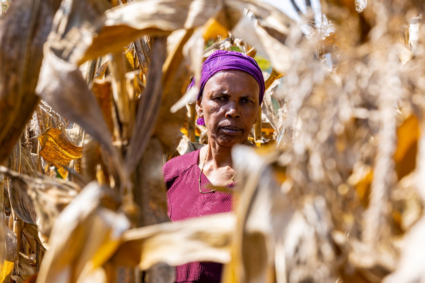 woman in corn field