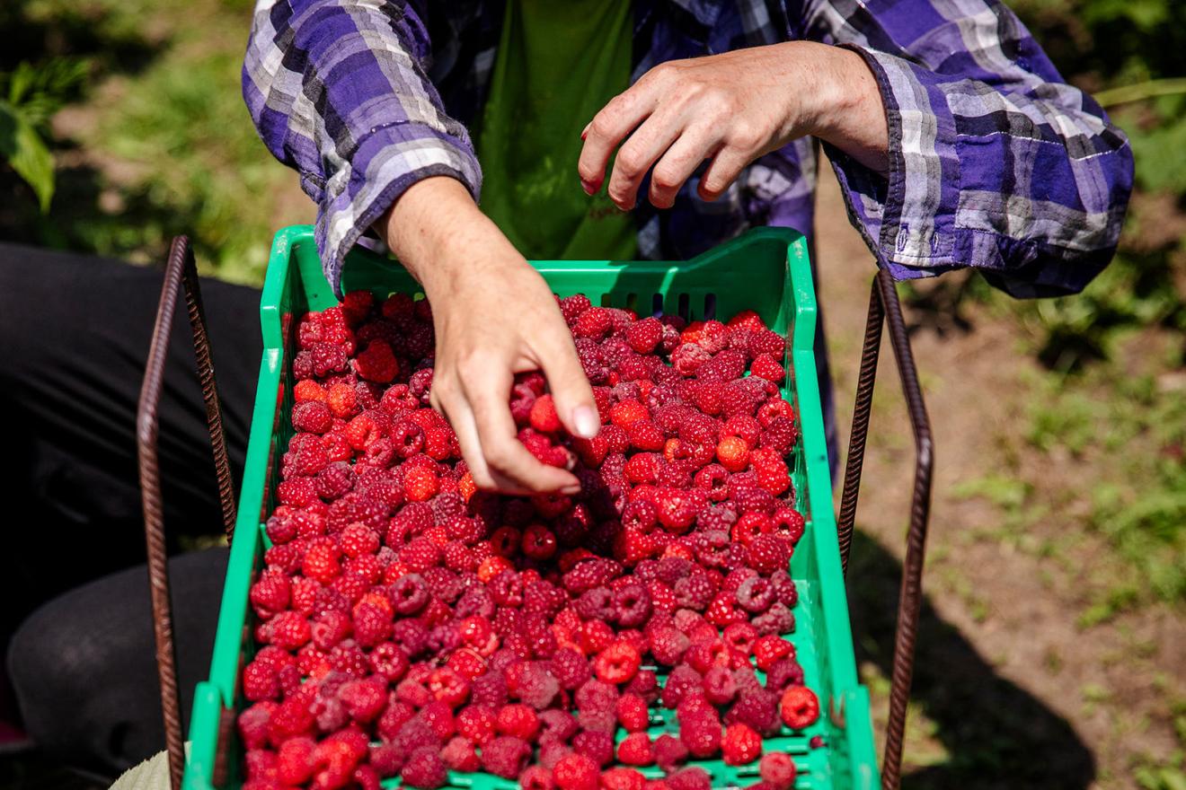 hands sorting raspberries
