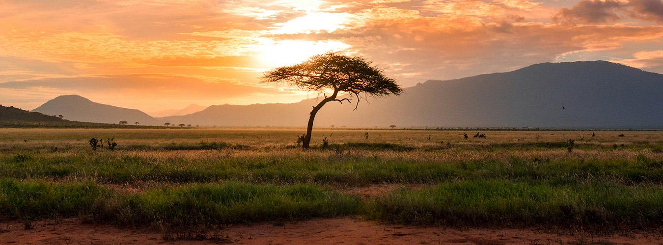 The silhouette of a tree in the middle of the desert at sunset