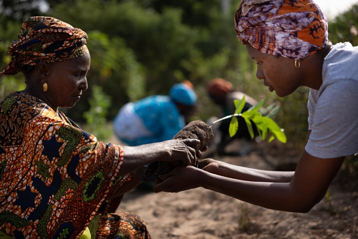 Women planting a tree