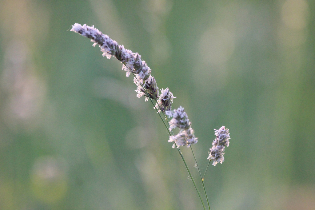 Knäuelgras