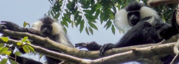 Two Rwenzori colobus monkeys seen in a tree