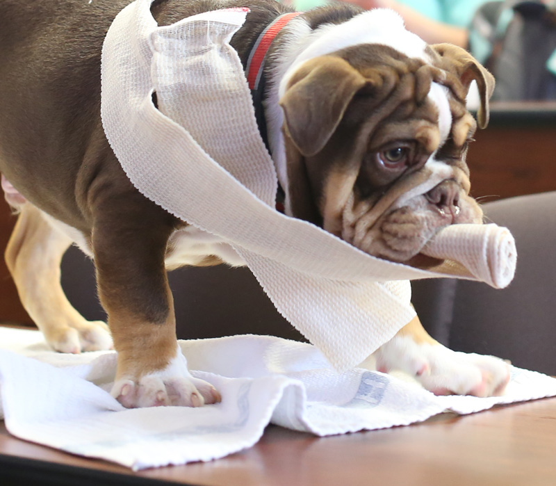 Buster chewing