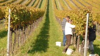 people working in a vineyard