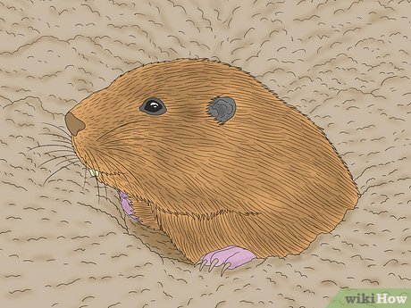 Gophers typically spend more time in their burrows than groundhogs.