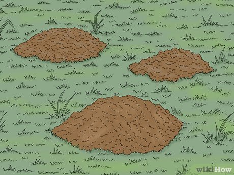 A gopher’s mound is typically more noticeable than a groundhog’s.