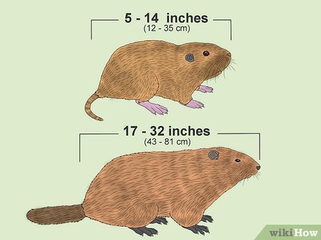 Gophers tend to be smaller and thinner compared to groundhogs.