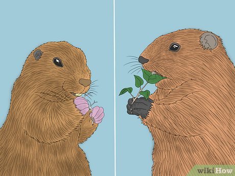 While both herbivores, gophers prefer roots while groundhogs like leaves.