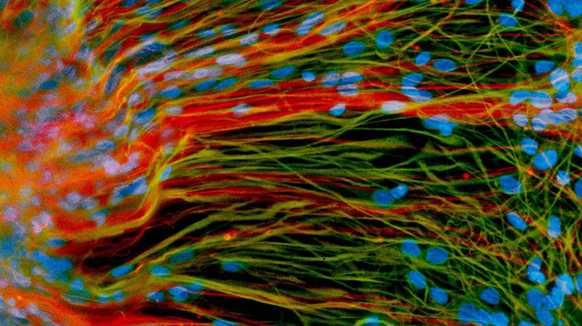 Color-enhanced image of stem cells