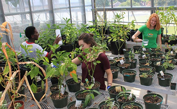 Four students watering plants in the ISC rooftop greenhouse